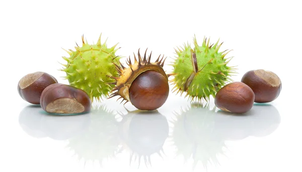 Sete castanha madura em um fundo branco — Fotografia de Stock