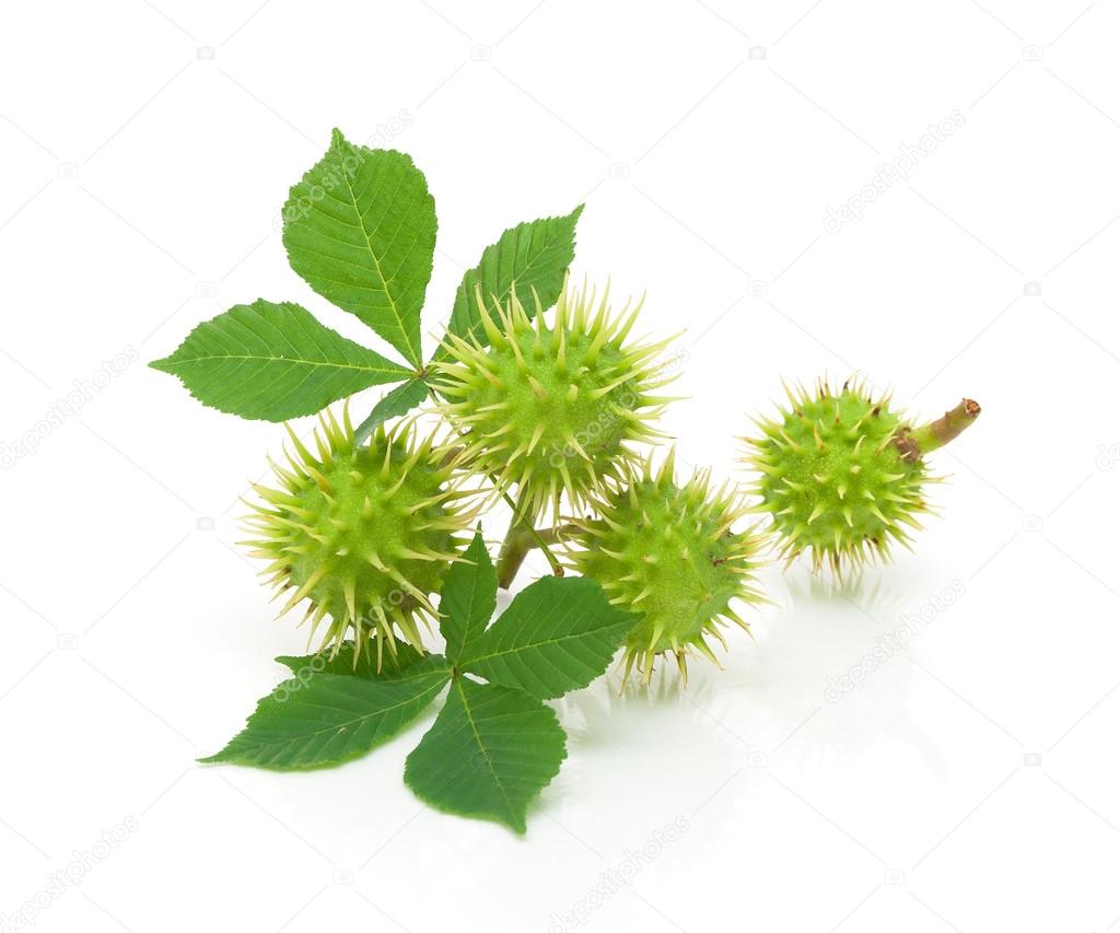 chestnuts and green leaves on a white background close-up