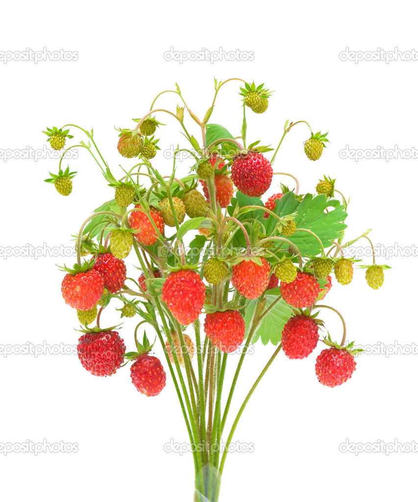 wild strawberry isolated on white background