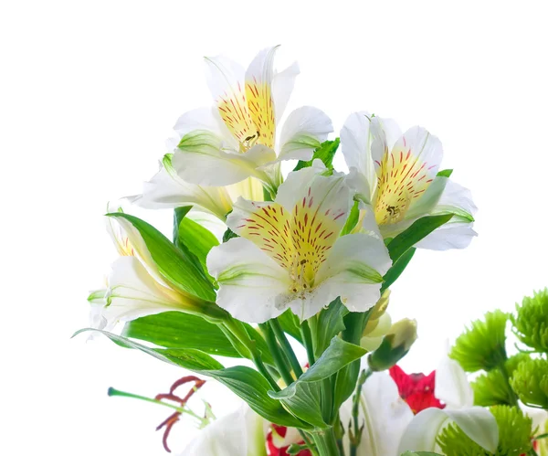 Buquê de flores em um fundo branco — Fotografia de Stock