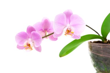 branch orchid on a white background close-up clipart