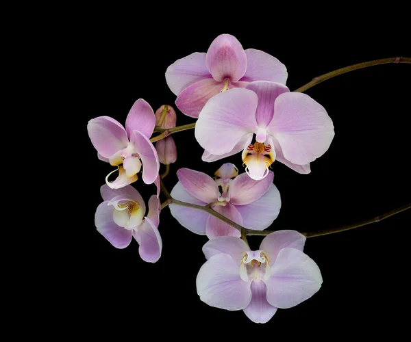 Orchidea egy fekete háttér tükörképe — Stock Fotó