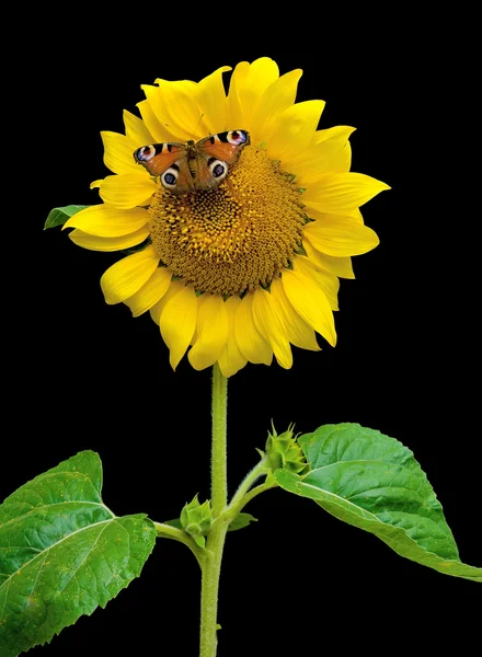 Butterfly sitting on a sunflower on a black background — Stock Photo, Image