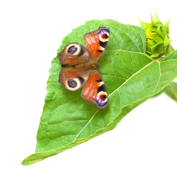 Schmetterling sitzt auf einem grünen Blatt Sonnenblume — Stockfoto