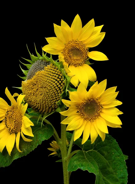 Sunflower on black background close-up — Stock Photo, Image