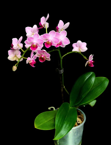 Orquídea ramificada sobre fondo negro —  Fotos de Stock