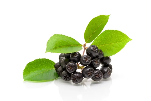 Bunch of ripe black chokeberry on a white background — Stock Photo, Image