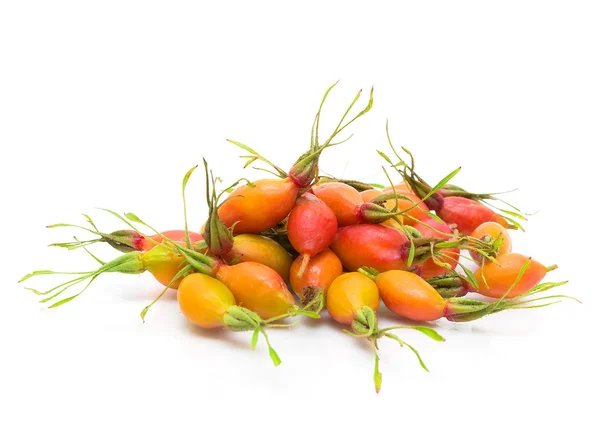 Rose hips beyaz zemin üzerine — Stok fotoğraf