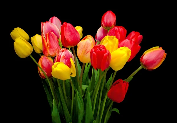 Hermosos tulipanes aislados sobre fondo negro — Foto de Stock