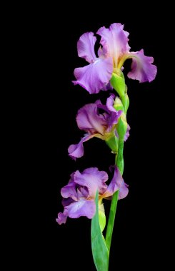 siyah arka plan bakış çiçek açan Iris