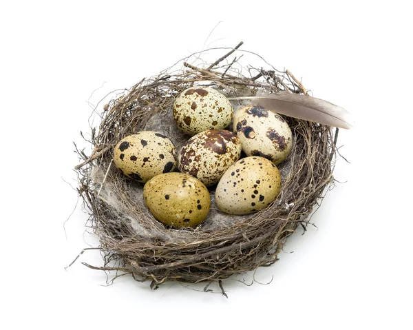 Seis ovos em um ninho em um fundo branco. foto horizontal . — Fotografia de Stock