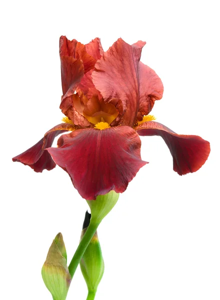 Dunkelbeige Iris auf weißem Hintergrund in Nahaufnahme — Stockfoto