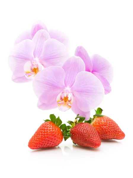 Morango e orquídea close-up no fundo branco — Fotografia de Stock