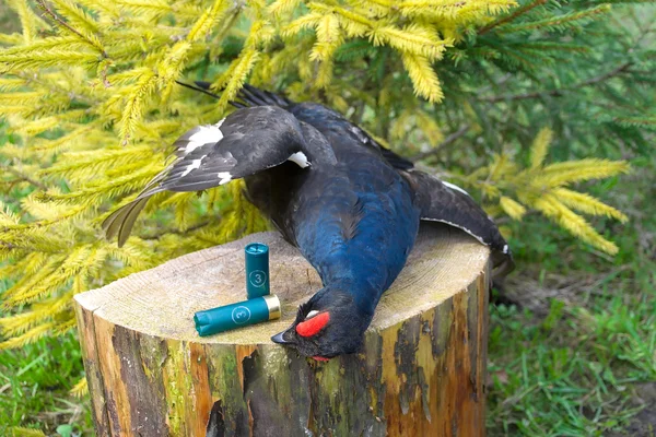 Trophée de chasse - le tétras noir — Photo