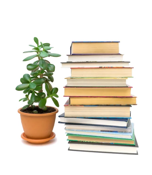 Boeken en groene plant geïsoleerd op witte achtergrond — Stockfoto