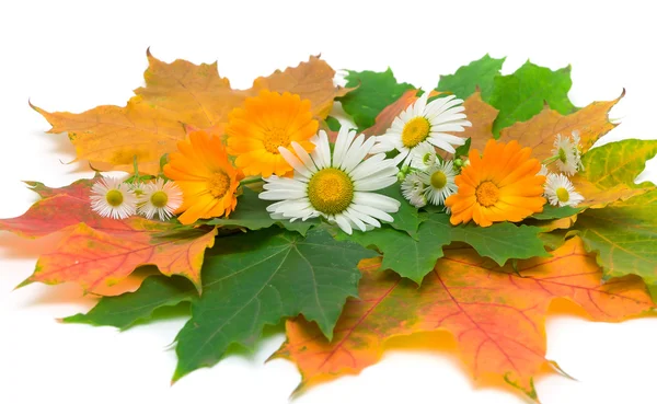 Flowers and autumn leaves on a white background — Stock Photo, Image