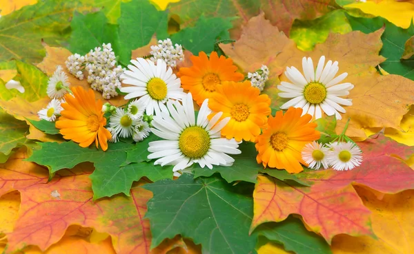 Chamomile, calendula and yarrow on the background of autumn leav — Stock Photo, Image