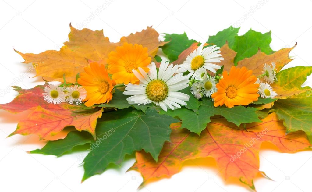 Фото Осенние Цветы И Листья