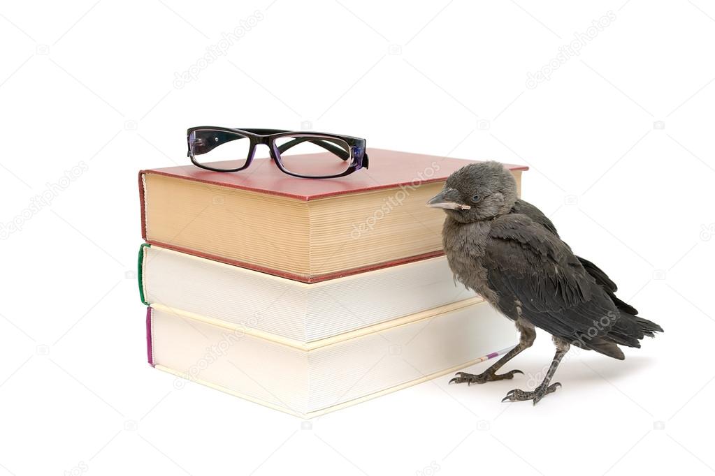 Bird and books isolated on a white background. horizontal photo.
