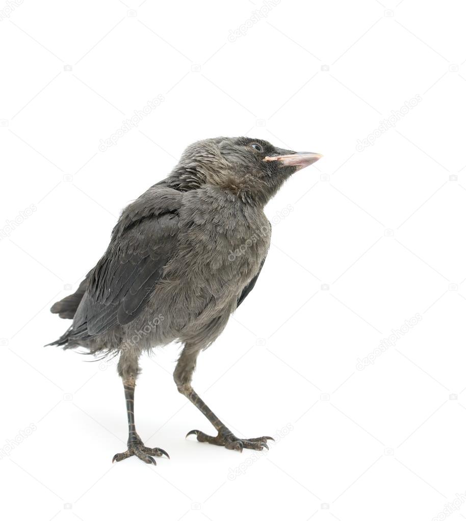 bird isolated on a white background. vertical photo.