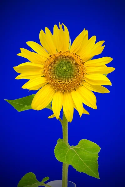 Bloeiende zonnebloemen op een blauwe achtergrond — Stockfoto