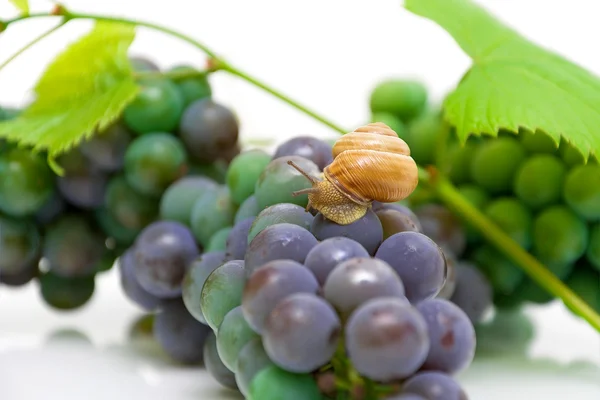 Caracol sentado nas uvas close-up — Fotografia de Stock