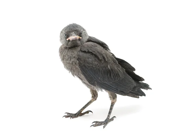 Bird isolated on a white background. horizontal photo. — Stock Photo, Image