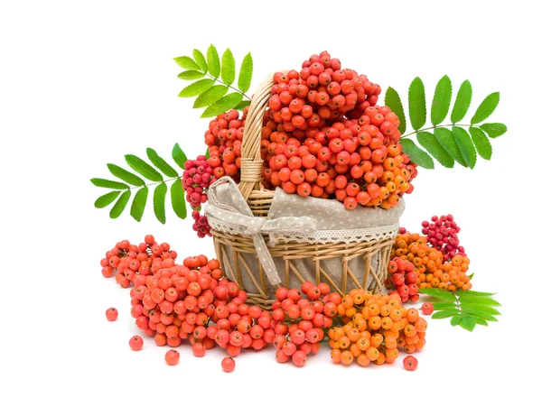 Bunches of rowan in a basket on a white background — Stock Photo, Image