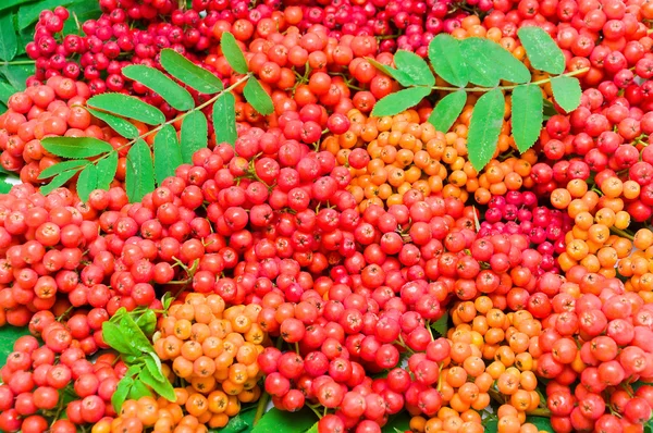 Ripe bunches of rowan — Stock Photo, Image