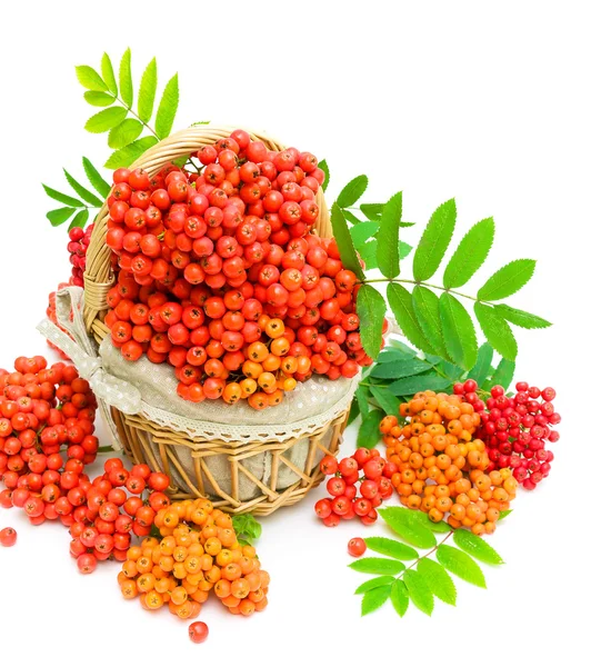 Ripe rowan in a basket on a white background — Stock Photo, Image