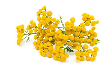 Beyaz arkaplanda Tansy (Tanasetum vulgare) izole edildi