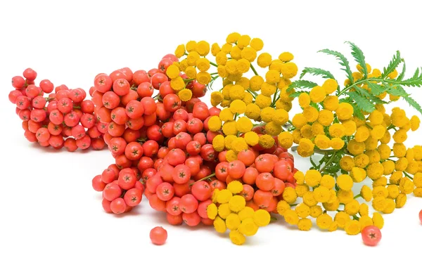 Tansy (Tanacetum Vulgare) Flowers and berries of mountain ash is — Stock Photo, Image