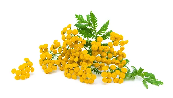 Tansy fleurs et feuilles sur fond blanc gros plan Images De Stock Libres De Droits