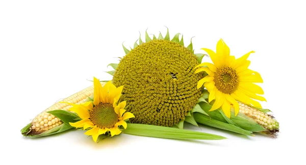 Fleurs tournesol et maïs sur fond blanc sur l'épi — Photo