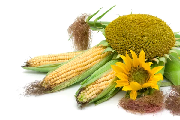 Кукуруза и подсолнухи на белом фоне — стоковое фото