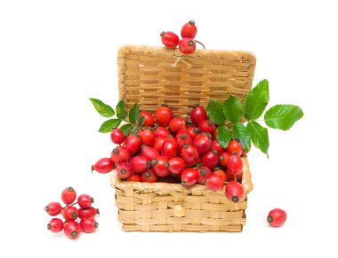 yabani gül yakın çekim olgun meyveler