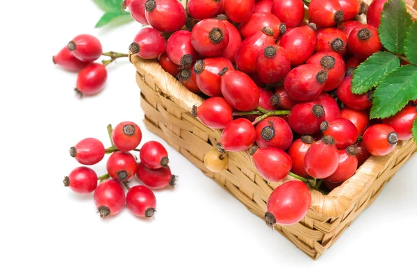 Bacche di rosa canina primo piano su sfondo bianco — Foto Stock