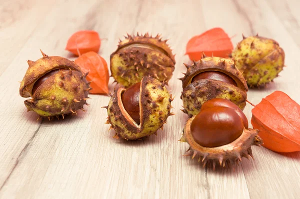 Castagne e uva spina mantello primo piano — Foto Stock