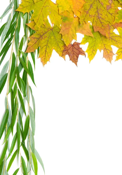 Autumn maple leaves and willow branch on a white background — Stock Photo, Image
