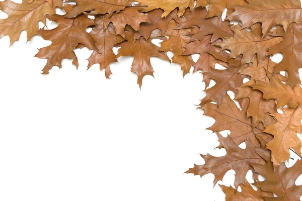 Autumn leaves on a white background — Stock Photo, Image