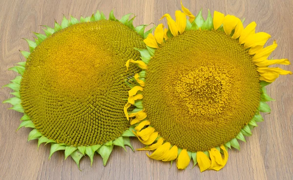 Zwei herbstliche Sonnenblumen auf einem Holztisch. Horizontales Foto. — Stockfoto