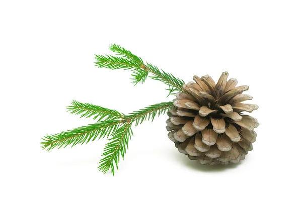 Pine cone and spruce branches on a white background close-up — Stock Photo, Image