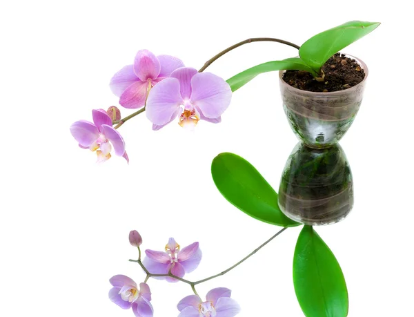 Orquídea floreciente con la reflexión sobre fondo blanco —  Fotos de Stock