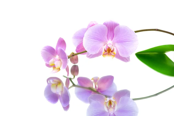 Orquídea com reflexão sobre fundo branco — Fotografia de Stock