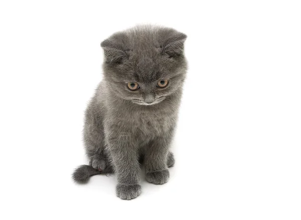 Poco gatito escocés recta crianza aislado en blanco backgrou — Foto de Stock