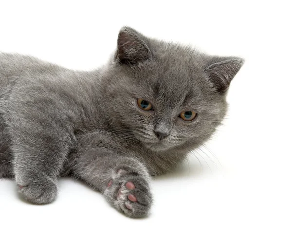 Escocés recta crianza gatito en blanco fondo —  Fotos de Stock