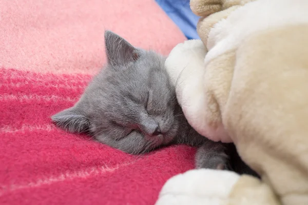 Sleeping little kitten — Stock Photo, Image