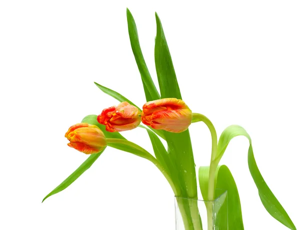 Tulpen auf weißem Hintergrund — Stockfoto