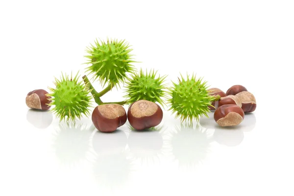 Castagne su sfondo bianco con riflesso — Foto Stock