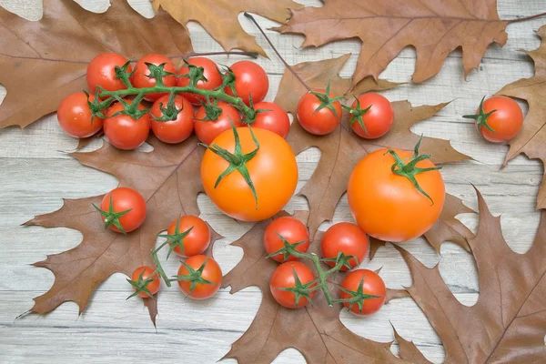 Tomates nas folhas de outono em uma mesa de madeira — Fotografia de Stock